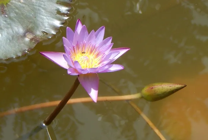 睡莲，花，紫色，水生，水，池塘