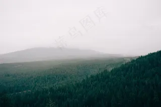 森林，雾，有雾，树木，绿色，字段，灰色，天空