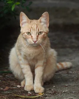 猫,幼猫,宠物,猫脸,头,家猫 猫,幼猫,宠物,猫脸,头,家猫
