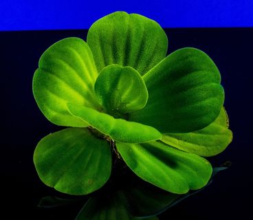 漂浮植物，叶子植物，植物