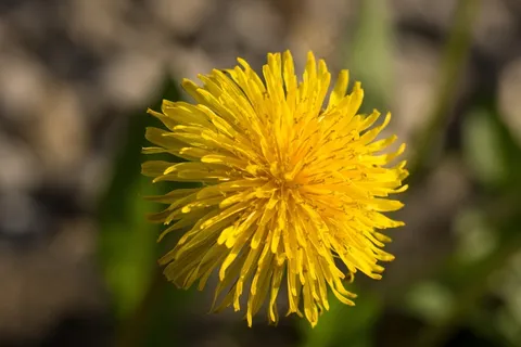 蒲公英,黄色,橙色,鲜花,开花,盛开 蒲公英,黄色,橙色,鲜花,开花,盛开