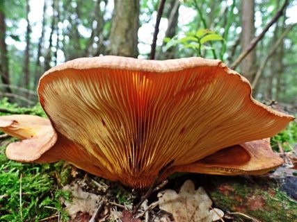 蘑菇，森林，自然，秋季，风险，真菌种类