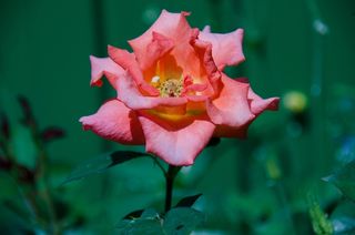 玫瑰，花，粉红色，鲜花，盛开，夏天花