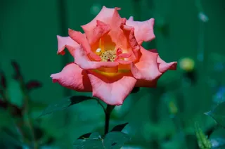 玫瑰，花，粉红色，鲜花，盛开，夏天花