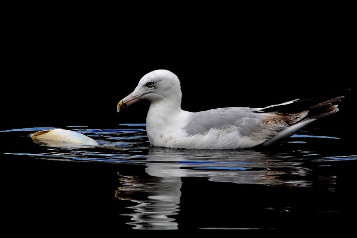 鸥，鲤鱼，湖，水，鸟