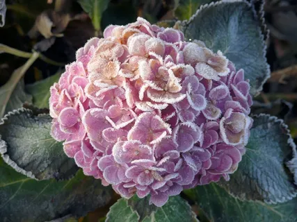 绣球花,冬天,冻结,冻结,玫瑰 绣球花,冬天,冻结,冻结,玫瑰