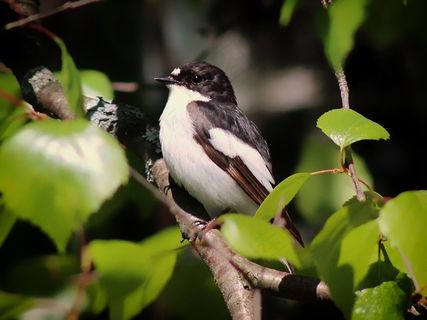 欧洲染色F，鸟，Ficedula Hypoleuca