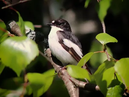 欧洲染色F,鸟,Ficedula Hypoleuca 欧洲染色F,鸟,Ficedula Hypoleuca