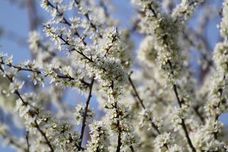 鲜花，开花，茎，花园，植物