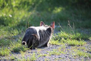 猫，小猫，偷偷摸摸，宿醉，猫宝贝