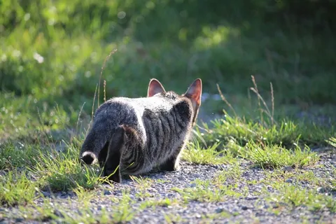 猫,小猫,偷偷摸摸,宿醉,猫宝贝 猫,小猫,偷偷摸摸,宿醉,猫宝贝