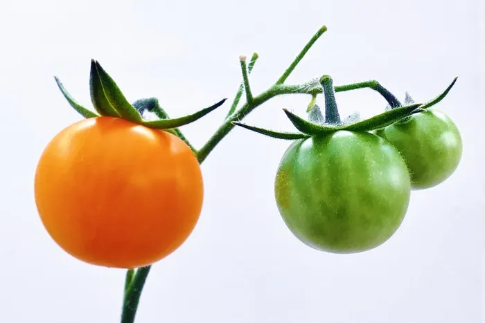 水果，西红柿，食品，水果和蔬菜，新鲜
