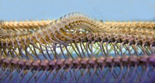 蛇，骨架，脊柱，博物馆，伦敦，椎骨