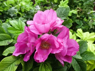 花，自然，玫瑰