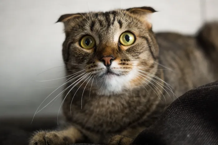 猫，宠物，猫的眼睛，可爱，灰色，肖像，蓬松猫
