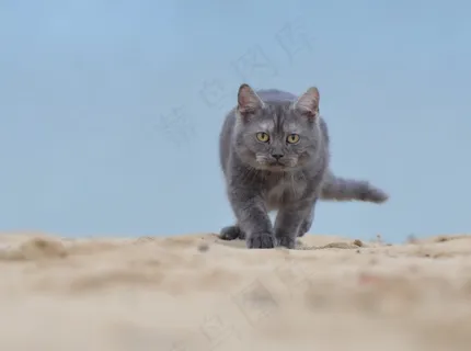 猫,海滩,年轻的猫 猫,海滩,年轻的猫