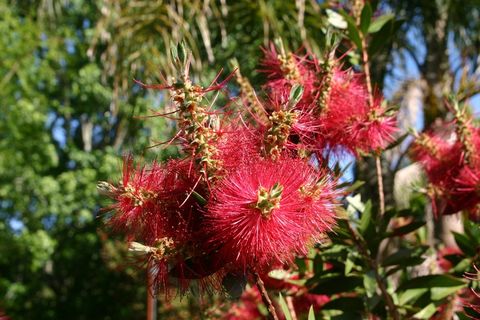 阿根廷，布宜诺斯艾利斯，虎，三角洲，植物，花