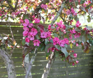 天堂,木头,苹果树,树枝,花 天堂,木头,苹果树,树枝,花