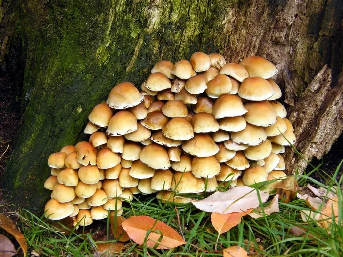 硫磺头，蘑菇，森林，秋季，多彩