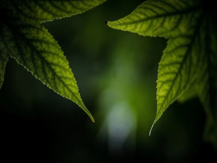 叶，宏，静脉，神经，绿色，性质，植物