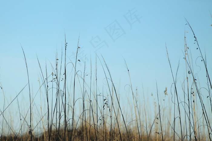 海燕麦，海燕麦，海，海洋，海滩，自然，沙