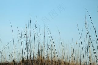 海燕麦，海燕麦，海，海洋，海滩，自然，沙