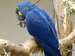 鸟，鹦鹉，全身羽毛，阿拉，动物，羽毛，蓝色