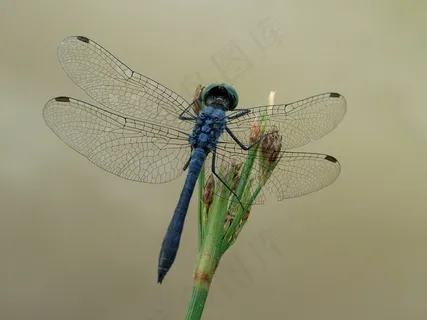 蜻蜓,昆虫,自然 蜻蜓,昆虫,自然