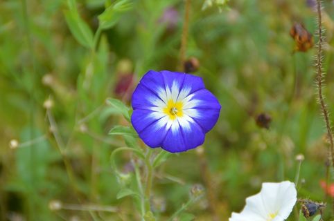 野豌豆，蓝色，花，花园，开花，盛开