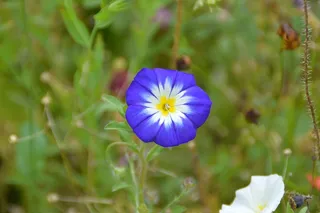 野豌豆，蓝色，花，花园，开花，盛开