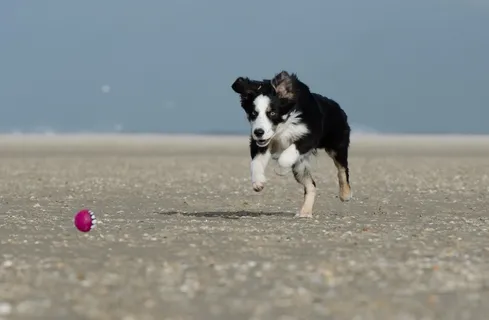 边境牧羊犬,狗追球,带球 边境牧羊犬,狗追球,带球