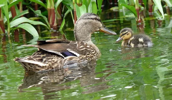 鸭，水，自然，幼崽