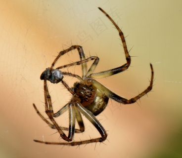 自旋，错误，宏，猎物，动物