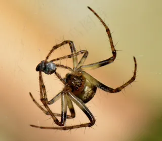 自旋，错误，宏，猎物，动物