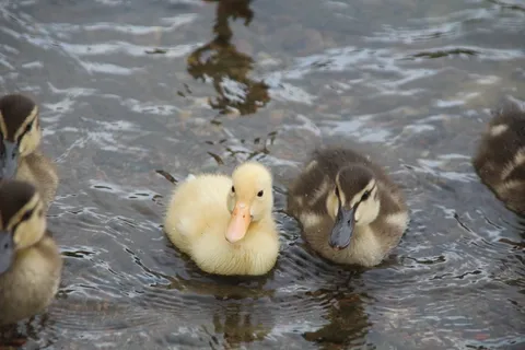 野鸭，鸟，自然，动物，黄色