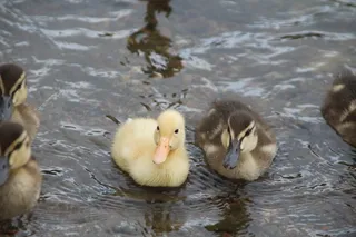 野鸭，鸟，自然，动物，黄色