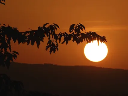 路，叶子，植物，太阳，自然，夏天，日落