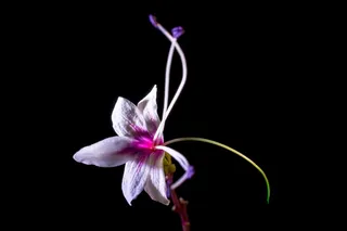 野花，花，开花，白色粉红色