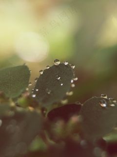 水珠图,树叶,水珠,田字草,荷叶,自然宏植物水滴 水珠图,树叶,水珠,田字草,荷叶,自然宏植物水滴