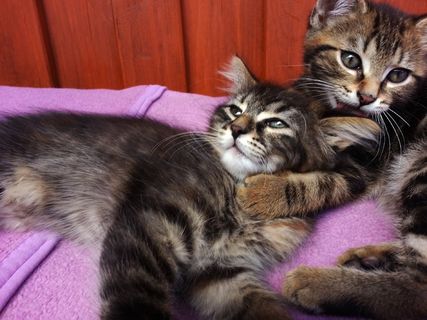 播放，小猫，太阳，可爱