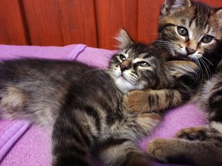 播放，小猫，太阳，可爱