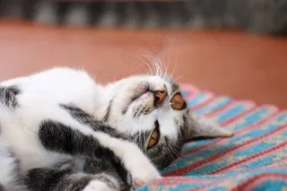 小猫，猫的，动物，猫，懒惰