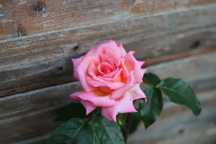 玫瑰，花，粉红色