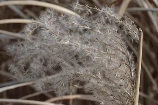 芦苇，草，沼泽植物