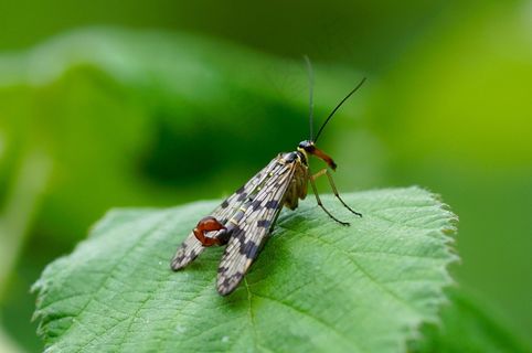 昆虫，自然，翅膀，ing