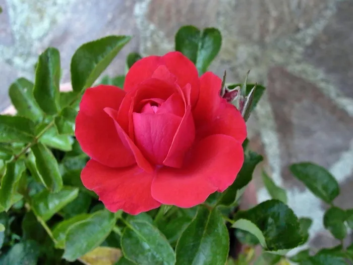 罗莎，罗莎，花