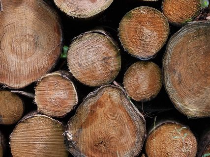 树，部落，森林，木材