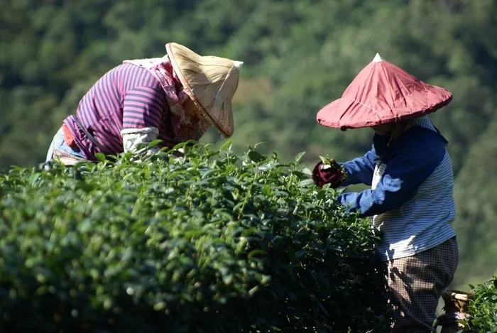 坪林。采茶
