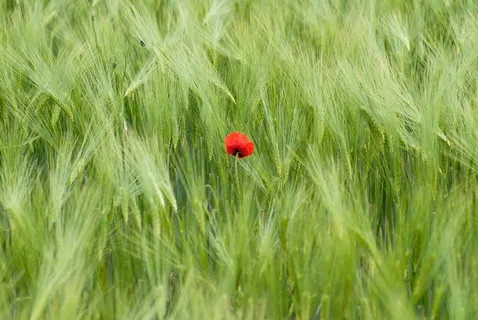 罂粟，开花，格蕾德费尔德，红色，自然