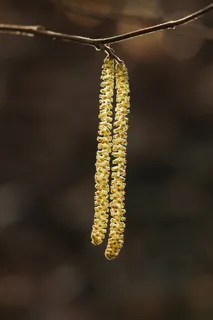 榛子小猫,灌木,植物,光,自然 榛子小猫,灌木,植物,光,自然